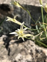 Leucocoryne alliacea