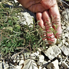 Desmanthus velutinus
