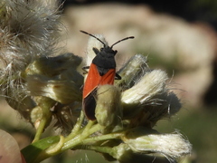 Melanopleurus belfragei