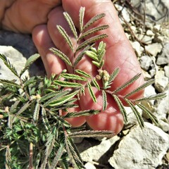 Desmanthus velutinus