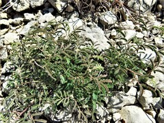 Desmanthus velutinus