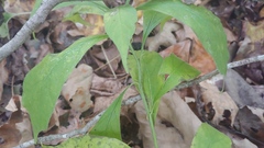 Hybanthus concolor