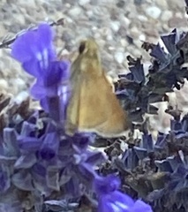 Polites themistocles