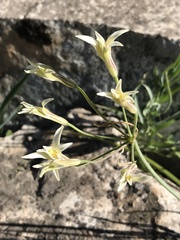 Leucocoryne alliacea
