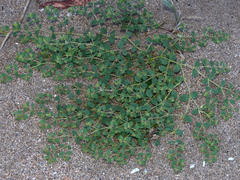 Euphorbia setiloba
