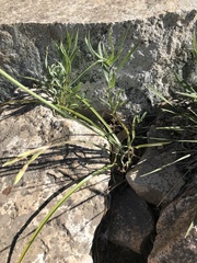 Leucocoryne alliacea