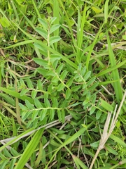 Lobelia concolor