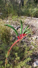 Anigozanthos manglesii