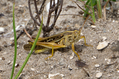 Schistocerca americana