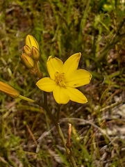 Bulbine bulbosa