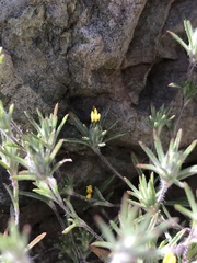 Chaetanthera moenchioides