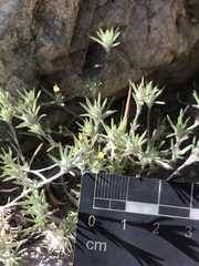 Chaetanthera moenchioides