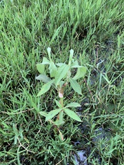 Persicaria attenuata
