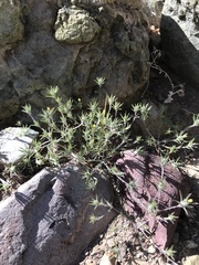 Chaetanthera moenchioides