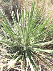 Yucca arkansana