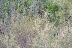 Symphoricarpos rotundifolius