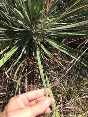 Yucca arkansana