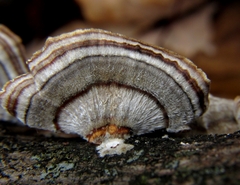 Trametes versicolor