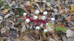 Actaea pachypoda pachypoda