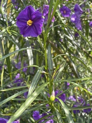 Solanum linearifolium