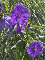 Solanum linearifolium