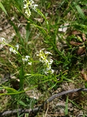 Stackhousia monogyna