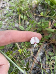 Tephrosia chrysophylla