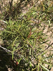 Colliguaja integerrima