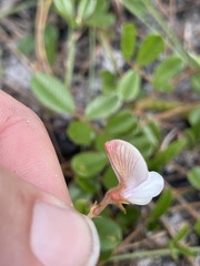 Tephrosia chrysophylla