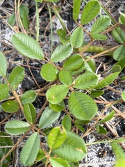 Tephrosia chrysophylla