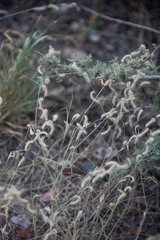 Bouteloua gracilis
