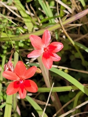 Freesia laxa