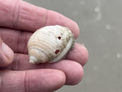 Semicassis granulata