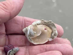 Semicassis granulata