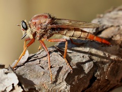 Proctacanthus heros