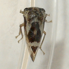 Cyrtolobus