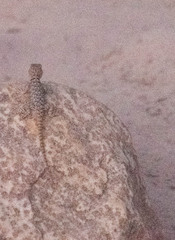 Sceloporus uniformis