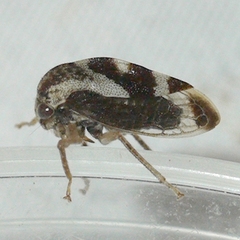 Cyrtolobus