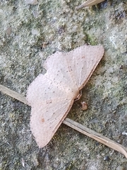 Epicyme rubropunctaria