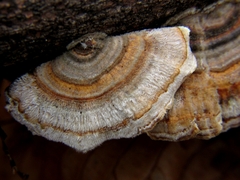 Trametes versicolor