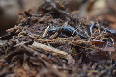 Plethodon welleri