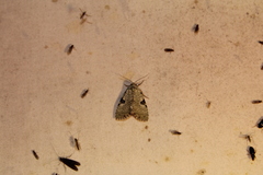 Leuconycta diphteroides