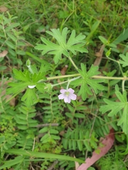 Geranium solanderi