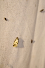 Maliattha synochitis