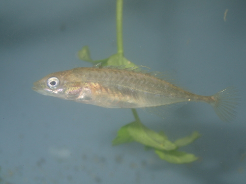 Pungitius vulgaris