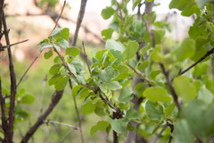 Fraxinus anomala