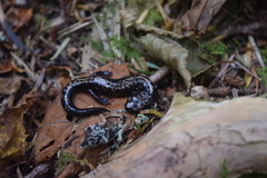 Plethodon welleri