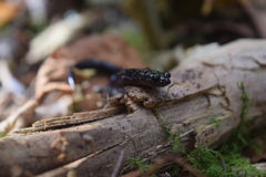 Plethodon welleri