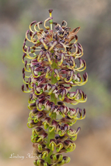 Grevillea eryngioides