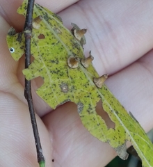 Celticecis aciculata